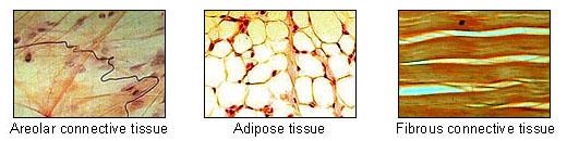 Three photos demonstrate the different visual appearances of tissue cells. The areolar connective tissue looks flat with long thin lines through it. Adipose tissue has multiple rounded cells visible. The fibrous connective tissue appears as long sheets.
