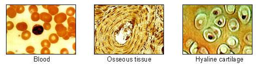 Three photos shows the different appearances of cell types. The blood appears as free floating rounded cells. The osseous tissue appears as concentric rounded dashed outline shapes. The hyaline cartilage appears as clustered rounded cells with dark centers.