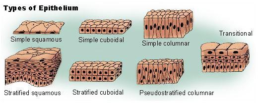 Drawing shows the appearance of epithelial tissue types. The simple squamous tissue shows one layer of cells that are flattened and widened. The simple cuboidal tissue shows one layer of cells that appear like soft cubes. The simple columnar shows one layer of cells that appear as narrow think columns. The stratified squamous cells appears as multiple layers of flattened cells. The top layer is most flattened and the bottom layer looks almost cubical. The stratified cuboidal cells appear as two layers of cells that are rounded cubes. The pseudostratified columnar cells appear as two interspersed layers of thin cells shaped like tapered columns. The transitional cells appear as multiple layers that have slightly flattened cells on top, cubical cells in the middle, and short cells shaped like columns on the bottom.