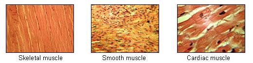Three microscopic photos show different muscle tissue types. Skeletal muscle appears as thin parallel lines. Smooth muscle appears as random small dark spots. Cardiac muscle appears as wide strips with sparse dark spots.