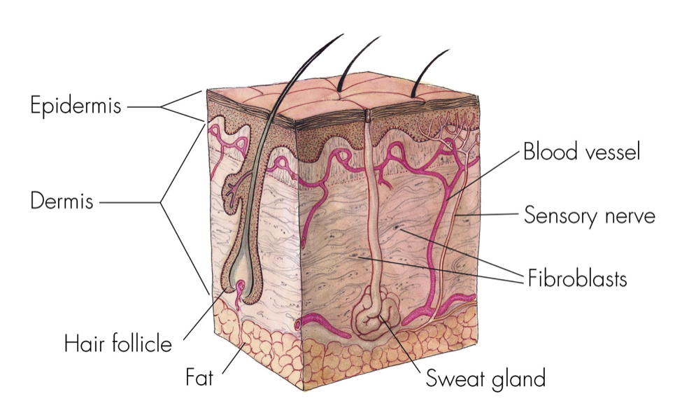 Cross section diagram of skin. On the bottom is closely packed round shapes labeled as fat. Then, the large middle section, labeled as dermis, has blood vessels running around the top and dow to the bottom. A hair follicle goes deep into the dermis as does a sweat gland. A sensory nerve goes up from the fat toward the layer above the dermis, labeled as epidermis.