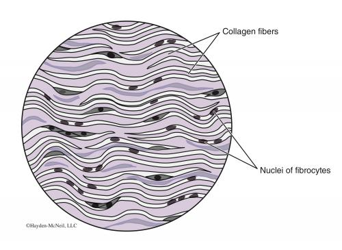 Drawing of the microscope view of dense connective tissue. There are densely packed wavy ribbon-like bands that are parallel to each other, labeled as collagen fibers. In some of the spaces between fibers are rounded cells with dark centers, labeled as nuclei of fibrocytes.