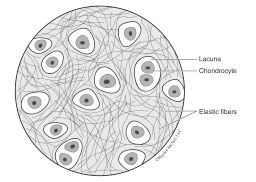 Drawing of the microscope view of elastic cartilage. There are intertwined and randomly arranged thin lines, labeled as elastic fibers. There are also large rounded cells with a grey center that itself has a darker center. The space inside the cells is labeled as lacuna and the grey centers are labeled as chondrocytes.