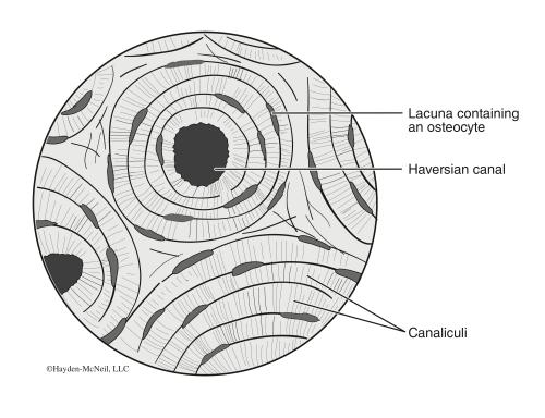 Drawing of the microscope view of bone tissue. There are multiple sets of concentric circles with dark circles in the middle, which are labeled as Haversian canal. On the concentric circles, there are some small pockets spread around; a pocket is labeled as lacuna containing an osteocyte.