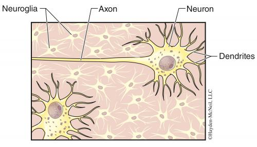 Drawing of the microscope view of neurons. There are long thin chains, labeled as axons, ending in a branched shape with a dark center. The center of the shape is labeled as a neuron and the branches are labeled as dendrites. In the background is a network of smaller branched shapes without long chains, that are labeled neuroglia.